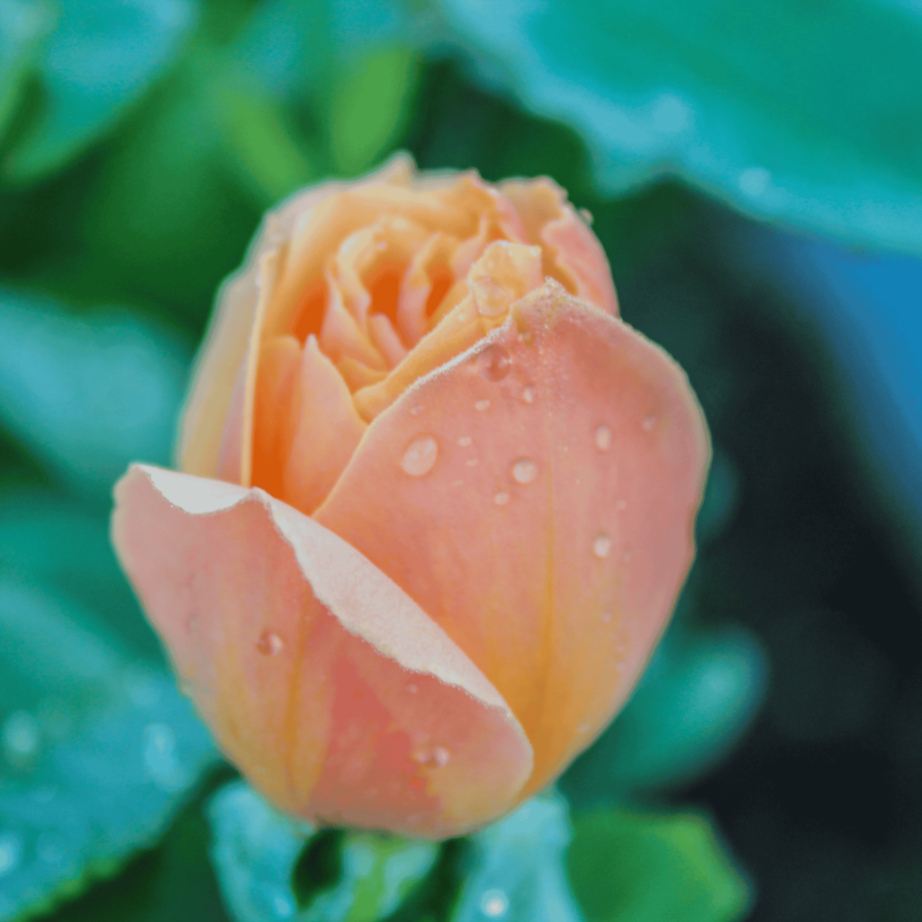 Pelvic floor strengthening in Mt. Juliet